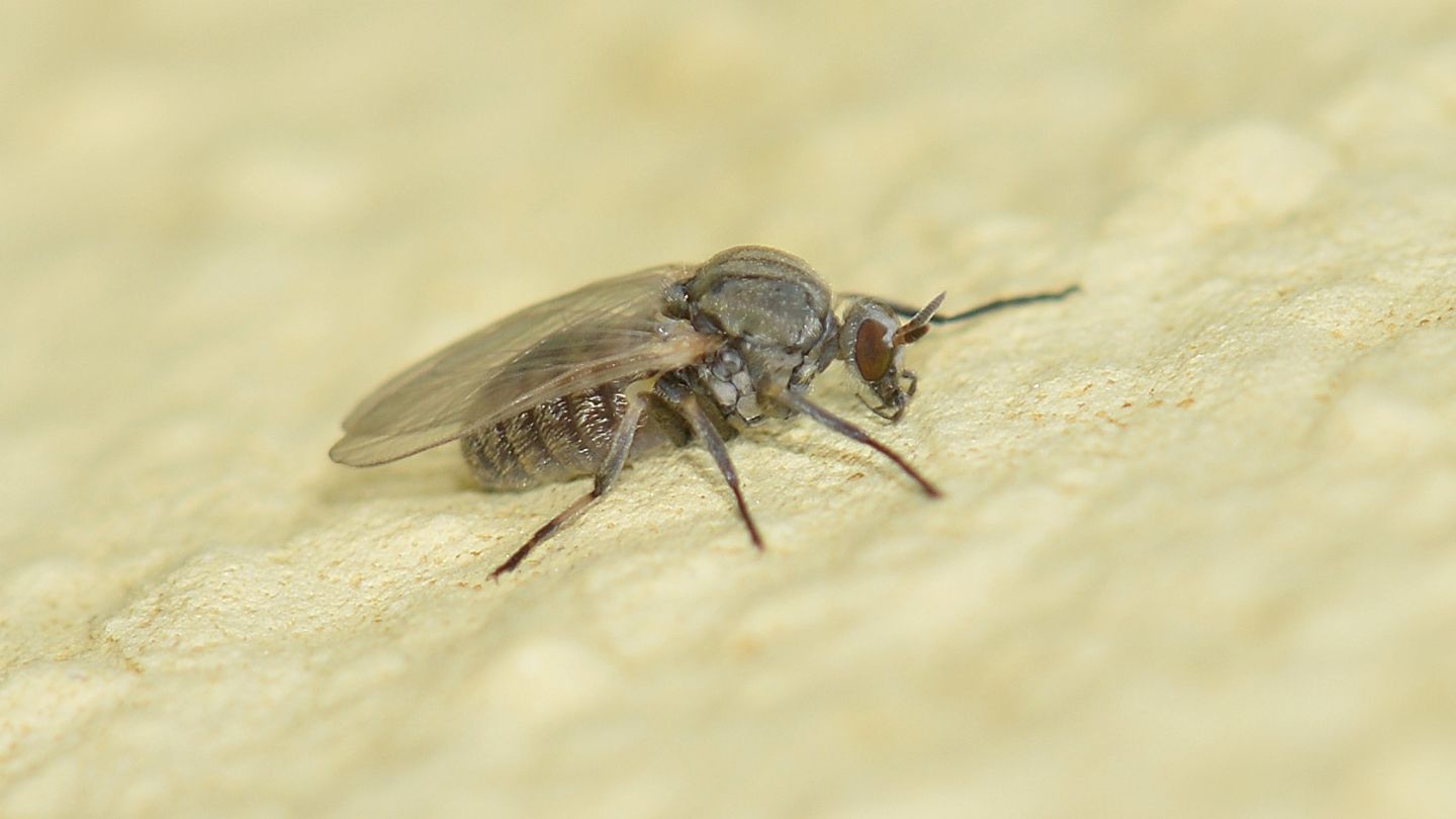 Simuliidae?  S, Simulion sp., femmina