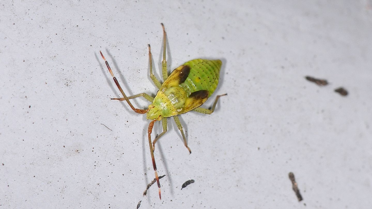 Miridae:  ninfa di Adelphocoris lineolatus (cfr.)