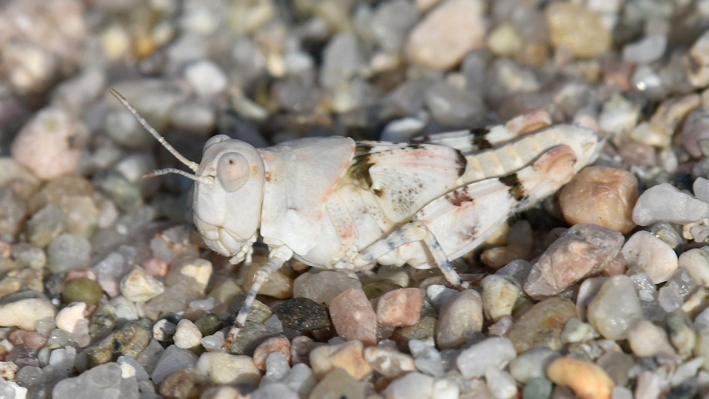 ninfa di Sphingonotus cfr. corsicus