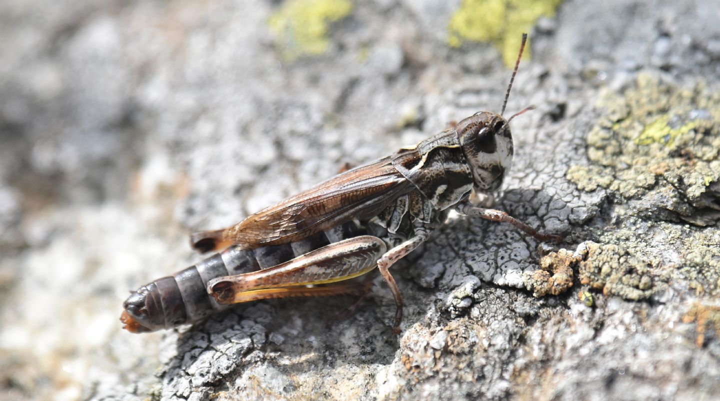 Ortottero alpino: Gomphocerus sibiricus, femmina