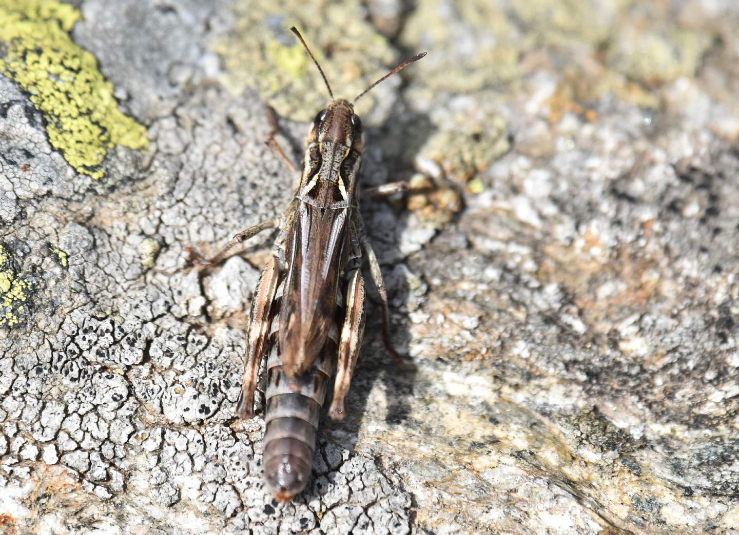 Ortottero alpino: Gomphocerus sibiricus, femmina