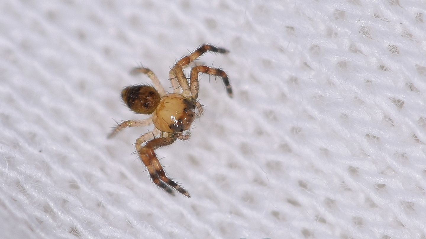 giovane Thomisidae - Liamone (Corsica)