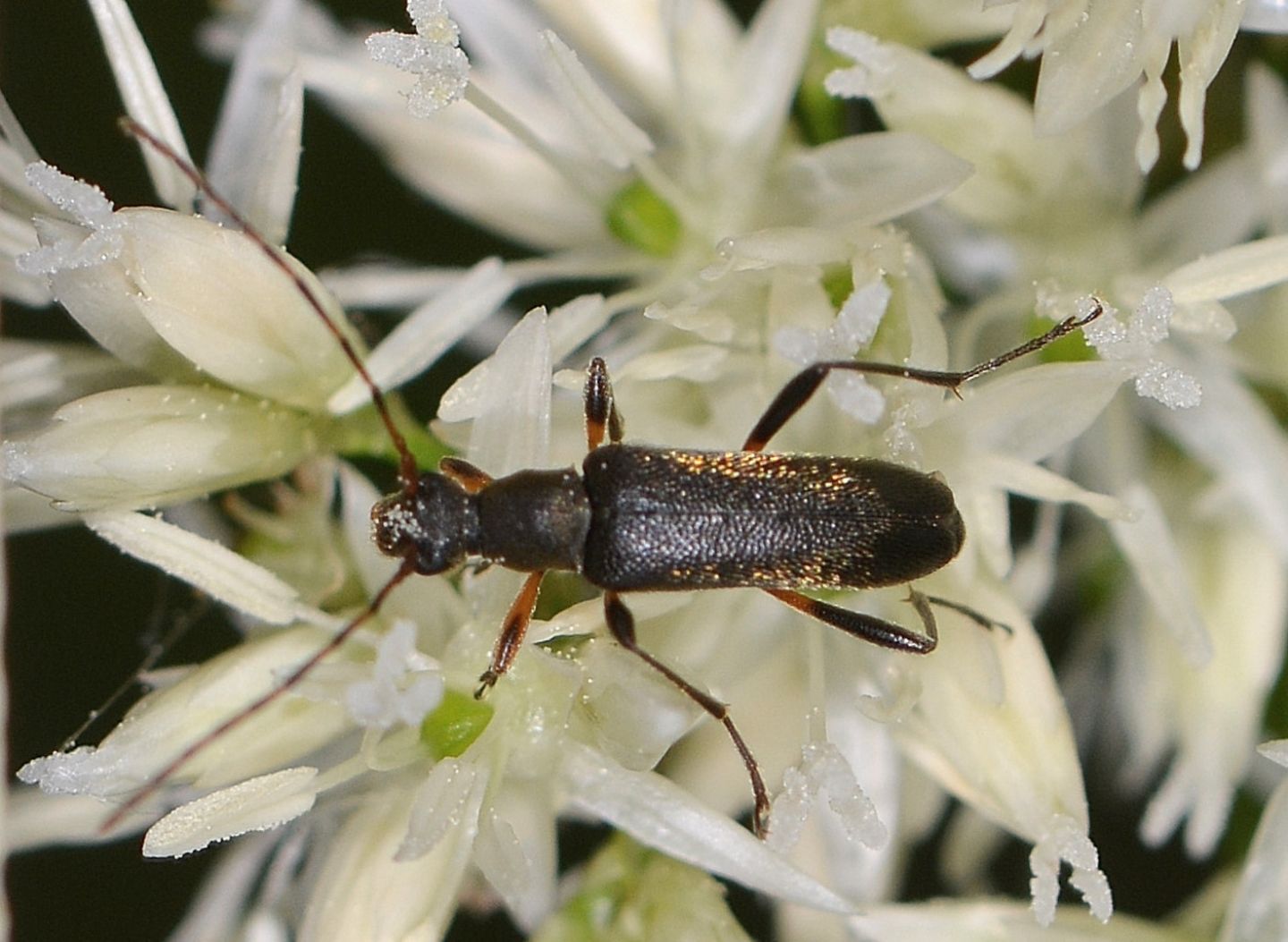 Cerambycidae: Grammoptera ruficornis da confermare