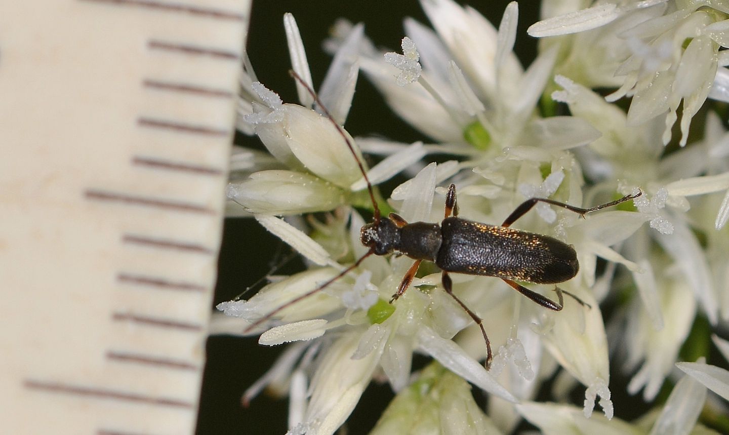 Cerambycidae: Grammoptera ruficornis da confermare