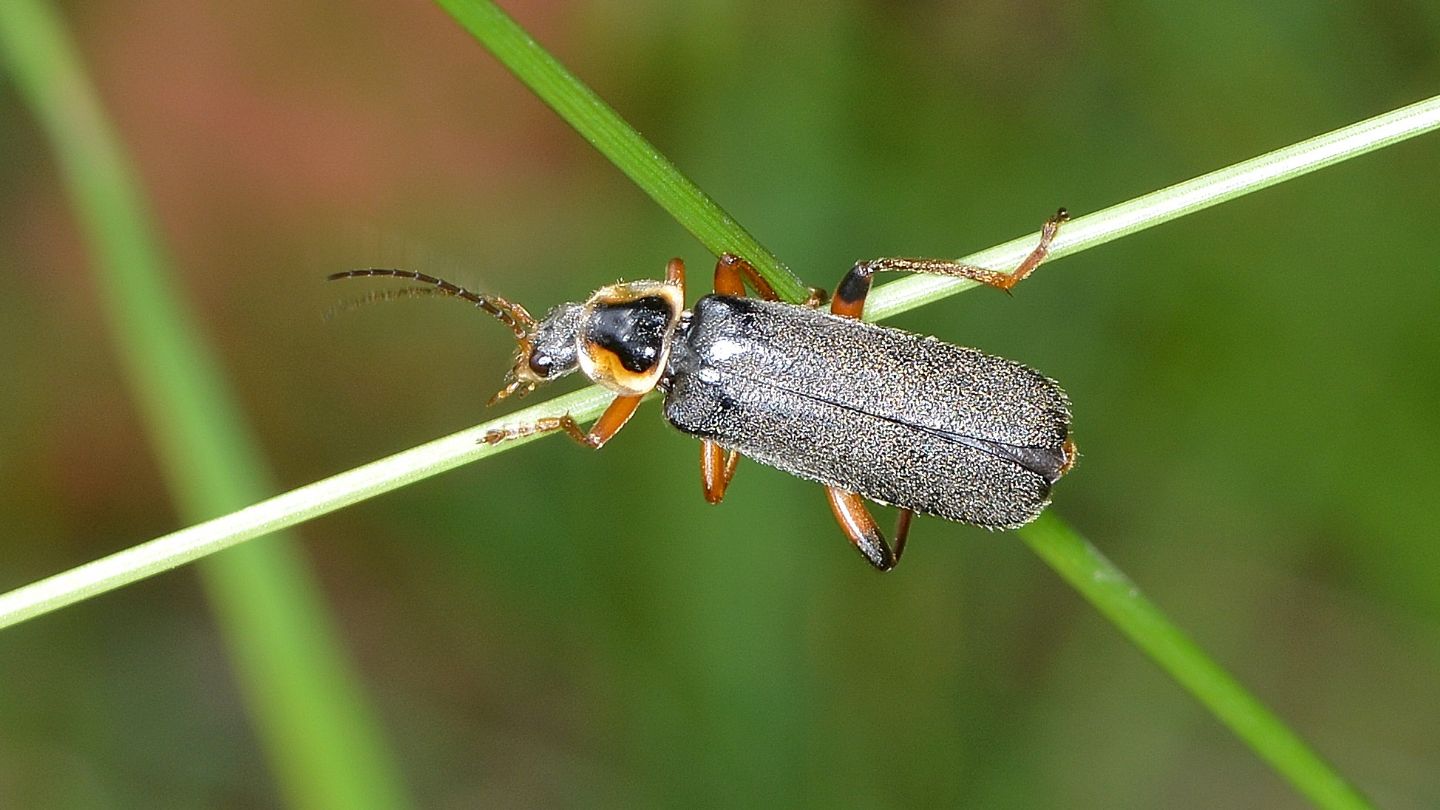 quale Cantharidae?  Cantharis nigricans