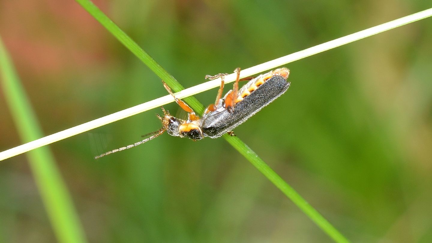 quale Cantharidae?  Cantharis nigricans