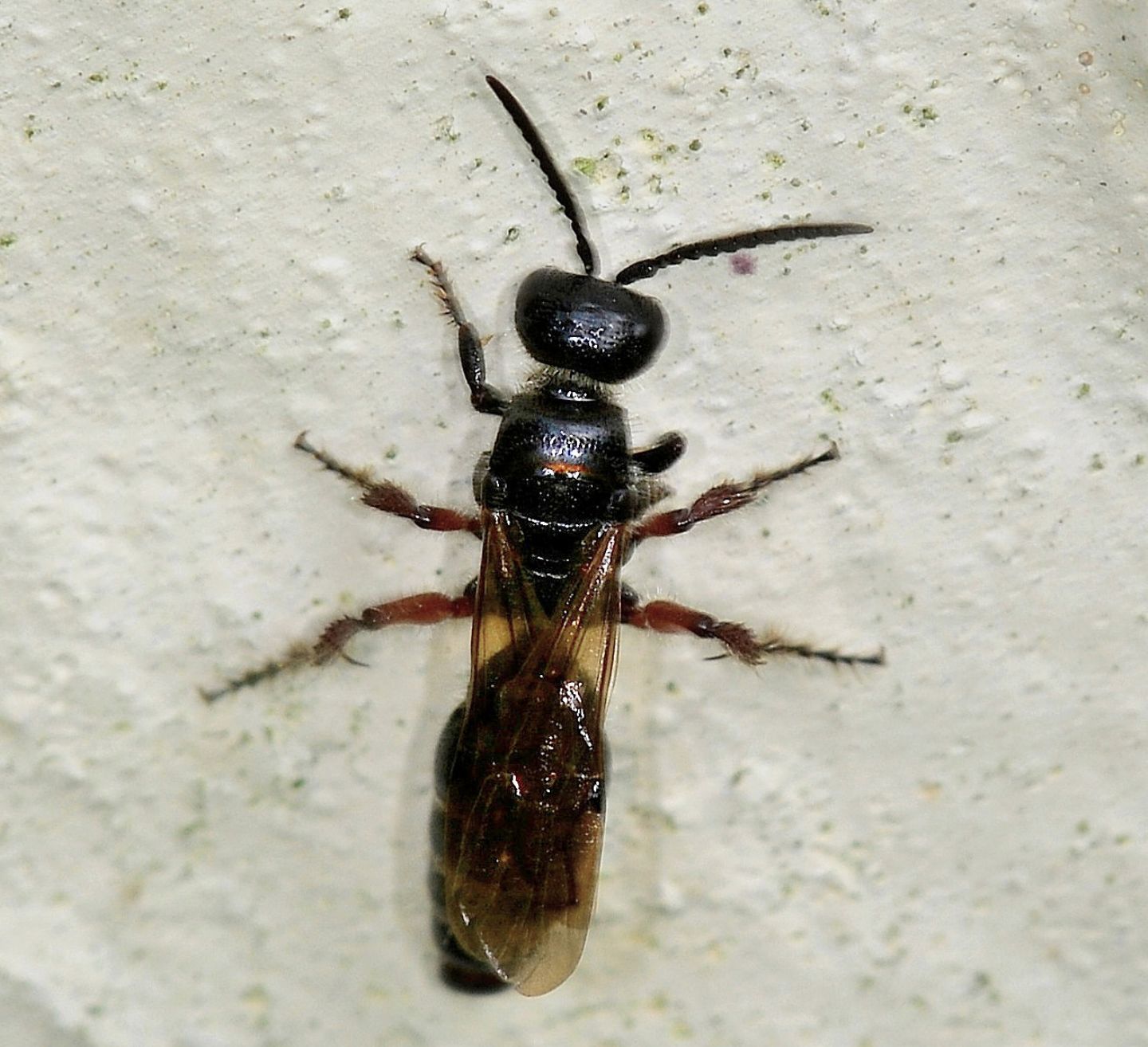 Tiphia femorata, femmina (Tiphiidae)