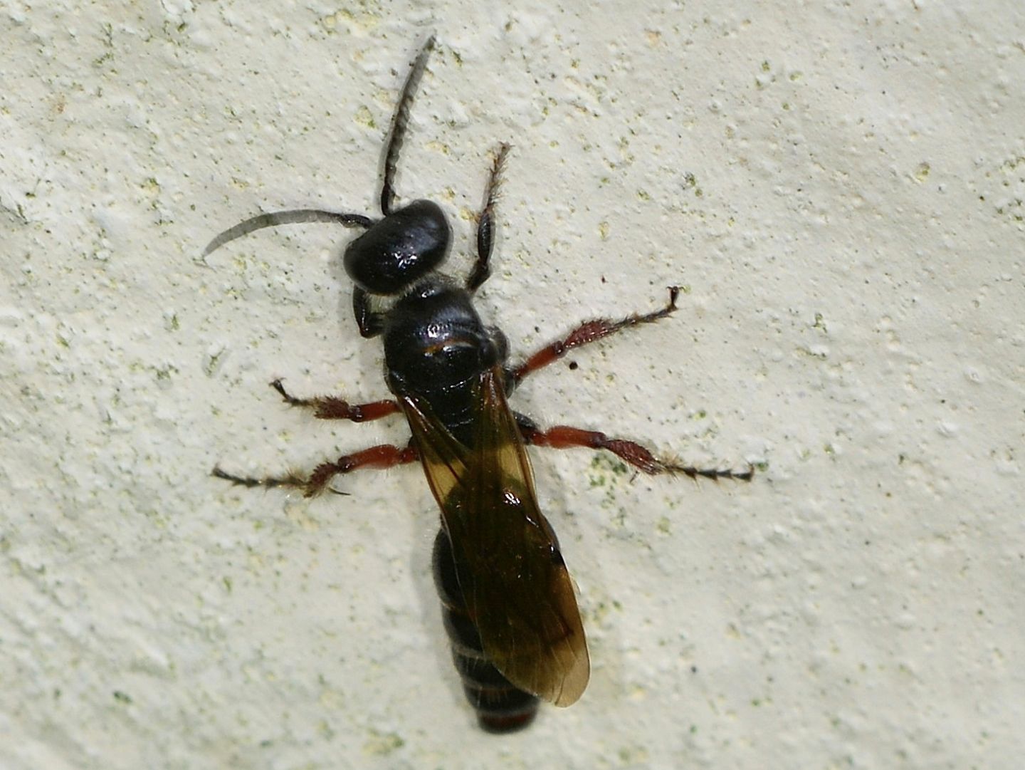 Tiphia femorata, femmina (Tiphiidae)