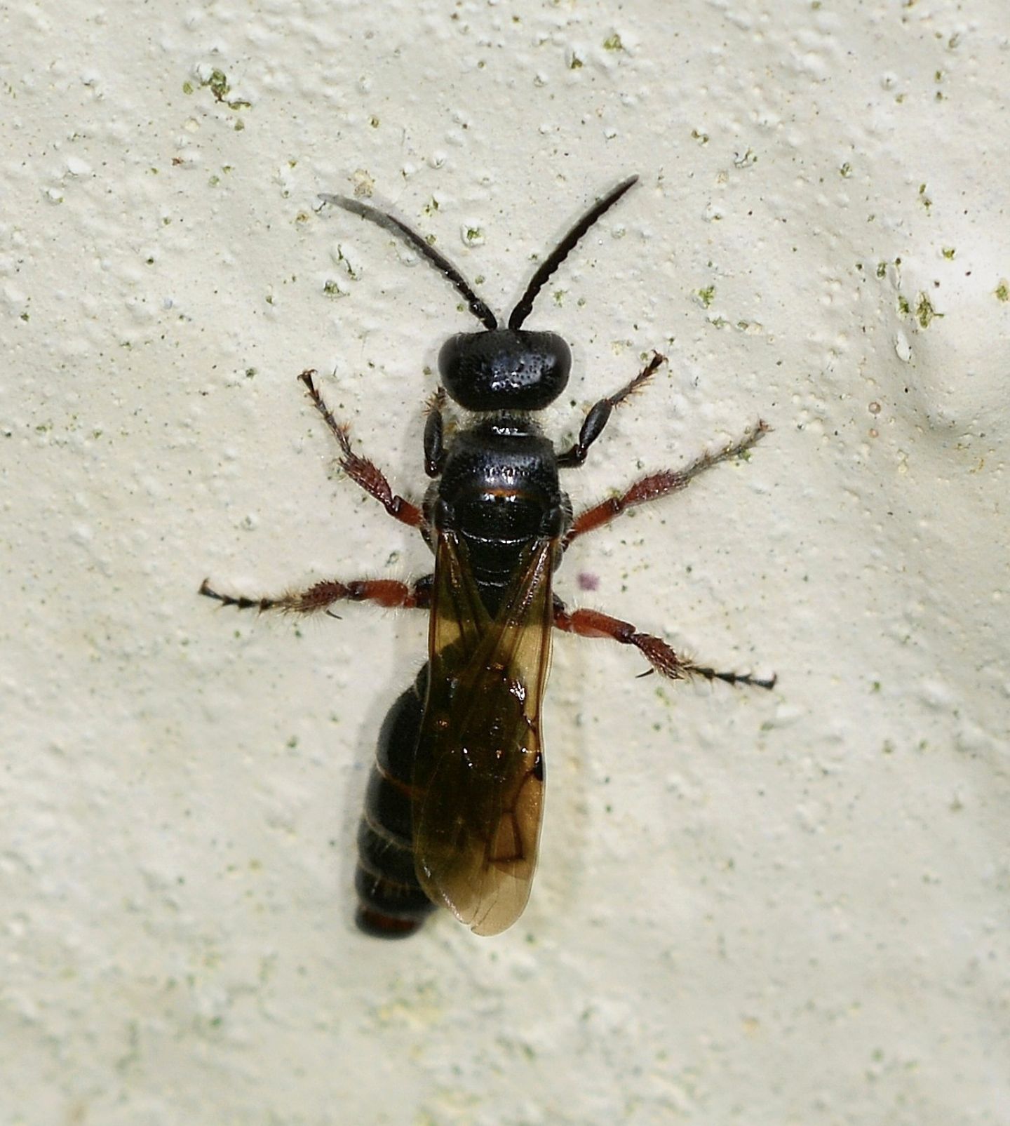 Tiphia femorata, femmina (Tiphiidae)