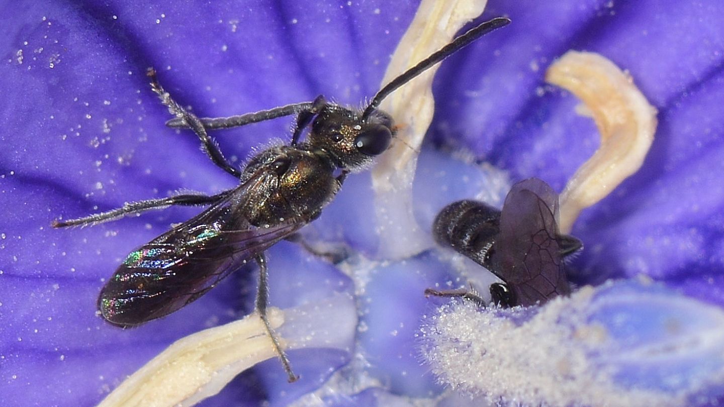 Apidae Halictinae ?  S, cfr. Halictus (Seladonia) sp.