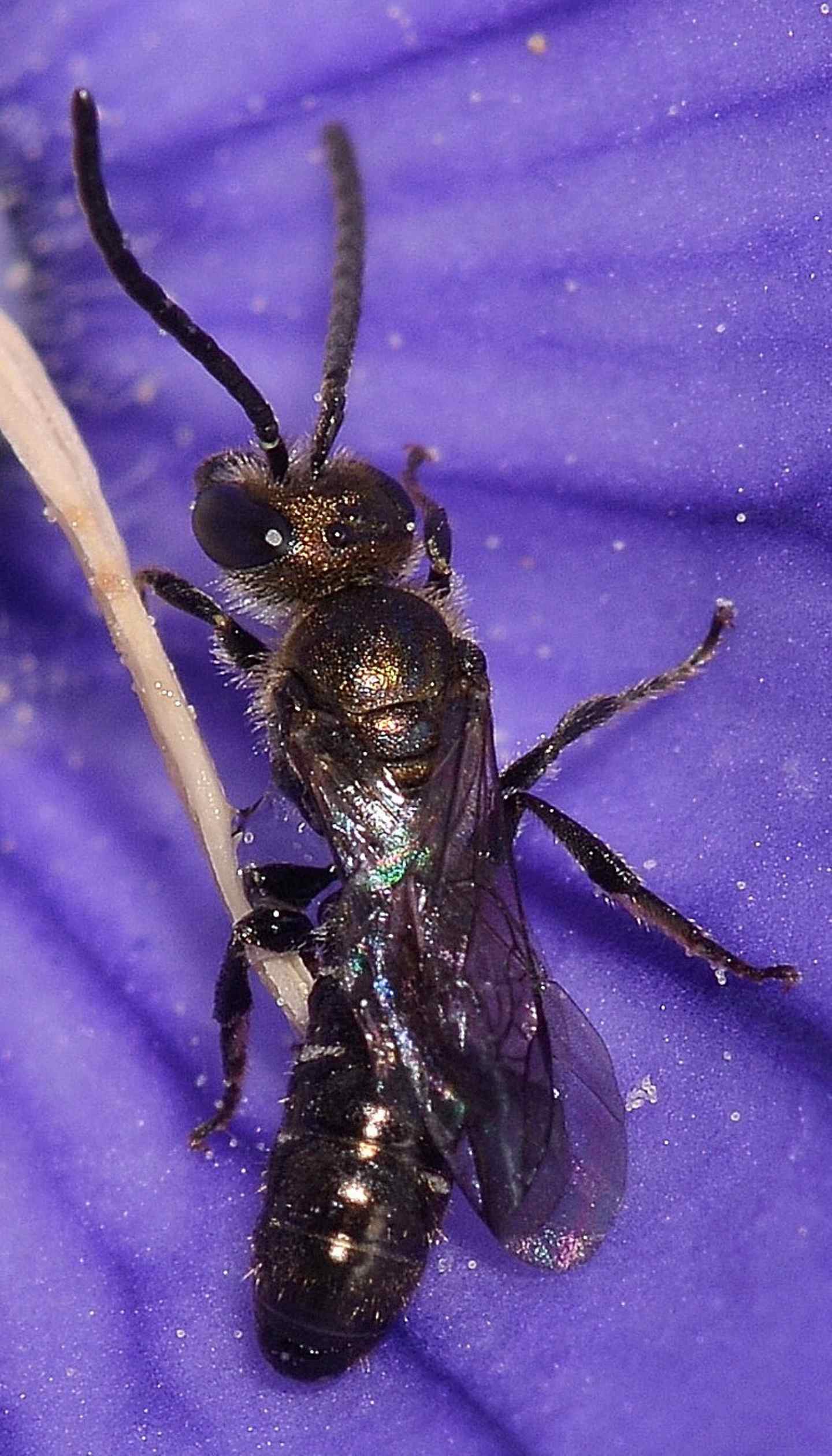 Apidae Halictinae ?  S, cfr. Halictus (Seladonia) sp.