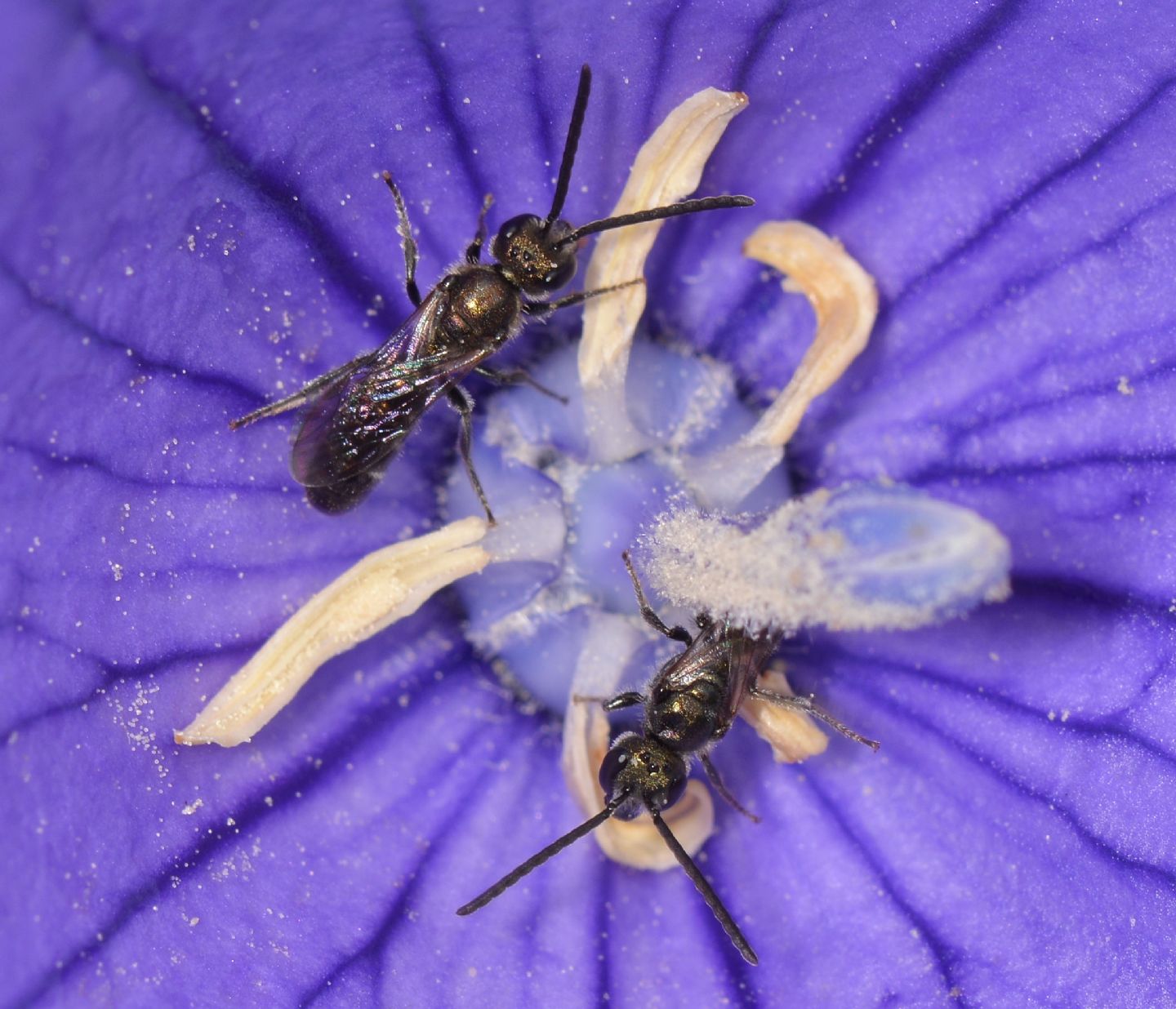Apidae Halictinae ?  S, cfr. Halictus (Seladonia) sp.