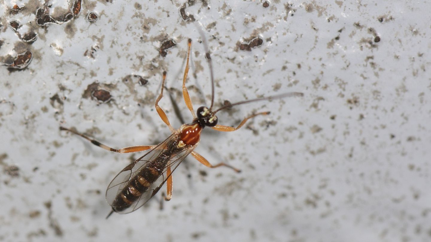 Ichneumonidae: Tromatobia ?  No, Zatypota sp.