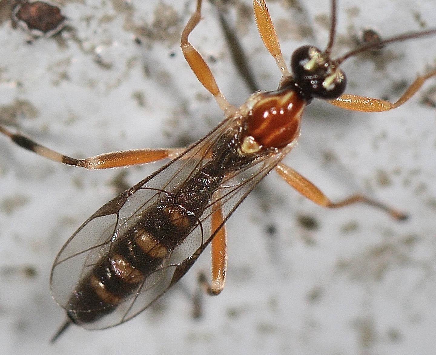 Ichneumonidae: Tromatobia ?  No, Zatypota sp.