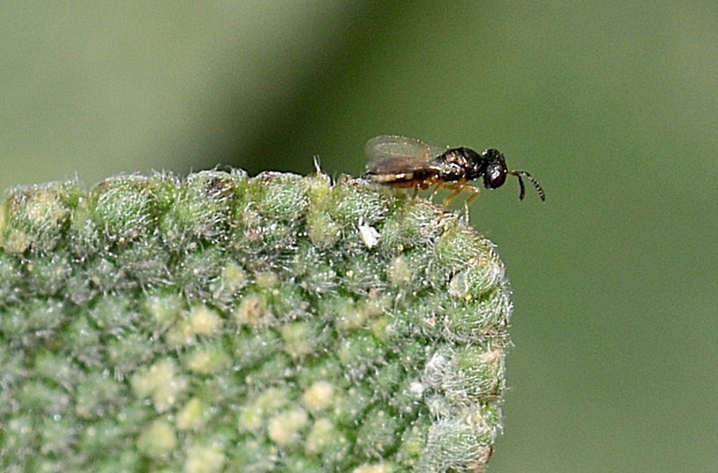 Piccolo imenottero: cfr. Pteromalidae