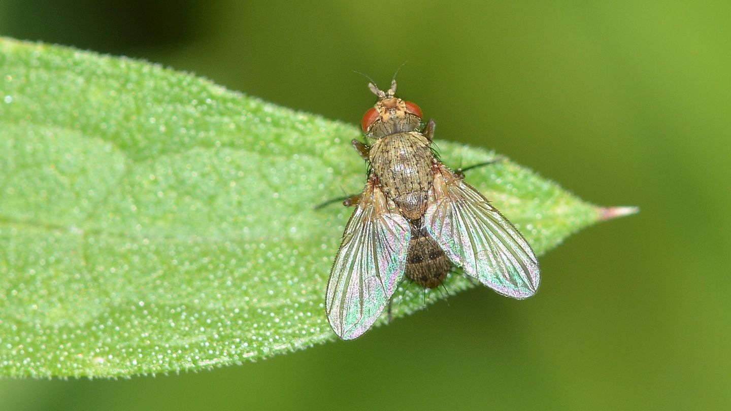 Muscidae ?  No, Tachinidae: Siphona sp.
