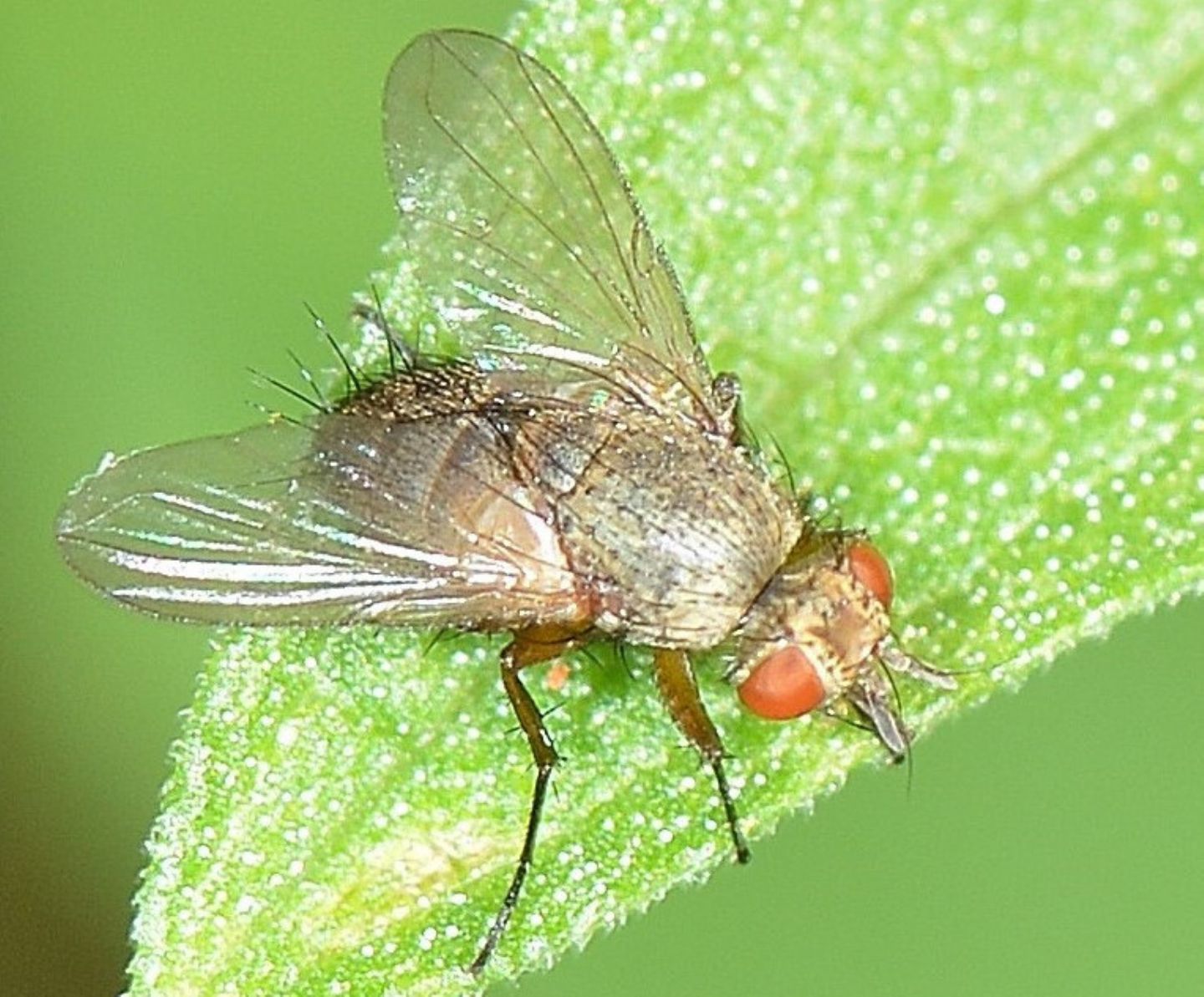 Muscidae ?  No, Tachinidae: Siphona sp.