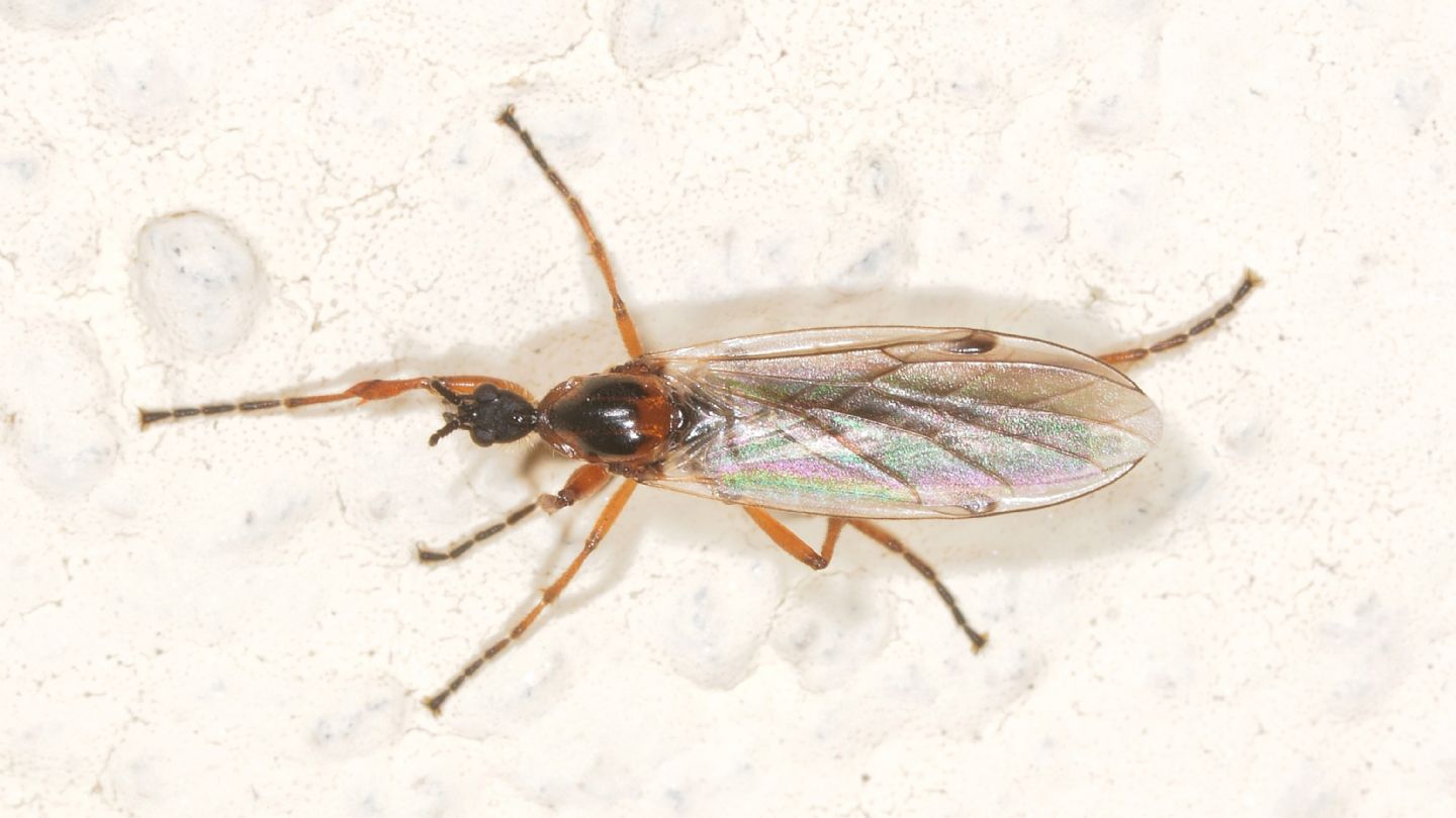 Bibionidae:  Bibio sp., femmina