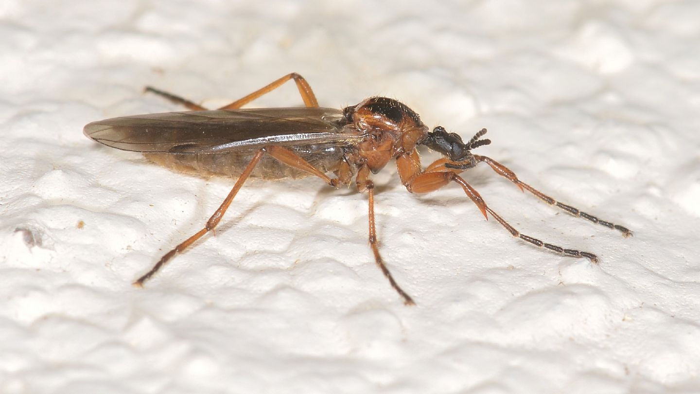 Bibionidae:  Bibio sp., femmina