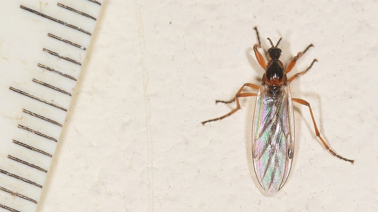 Bibionidae:  Bibio sp., femmina