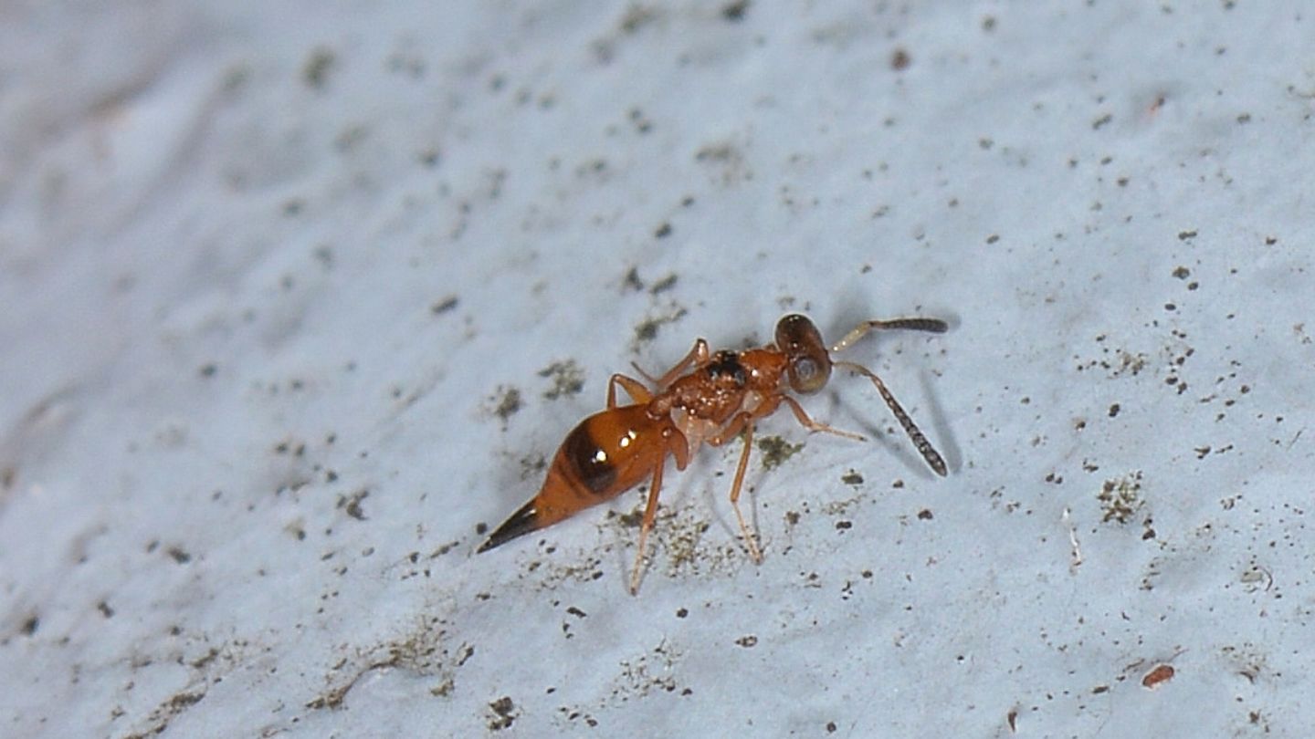 Addome aguzzo da id:    Dipara petiolata, femmina  (Pteromalidae)