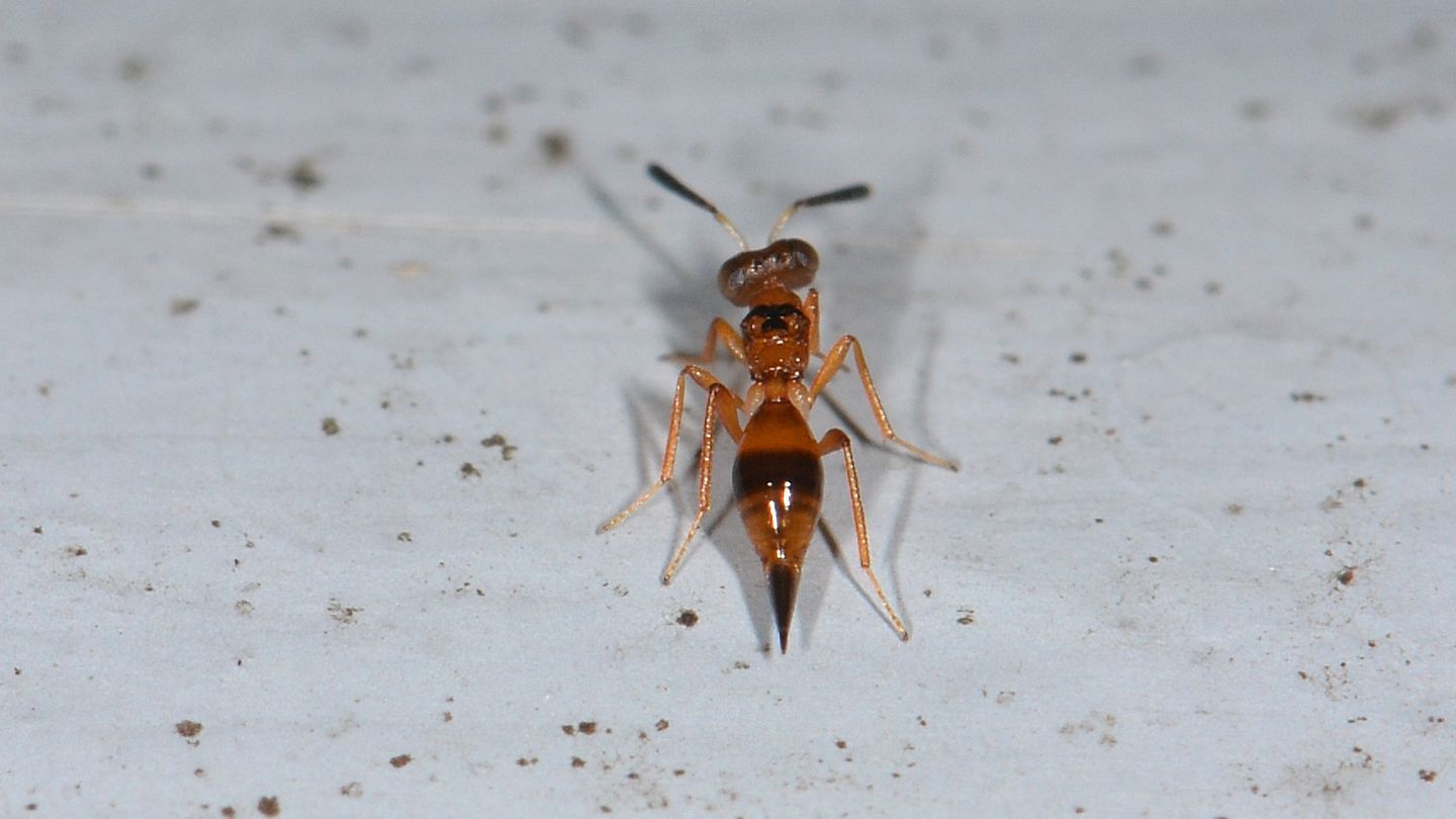 Addome aguzzo da id:    Dipara petiolata, femmina  (Pteromalidae)