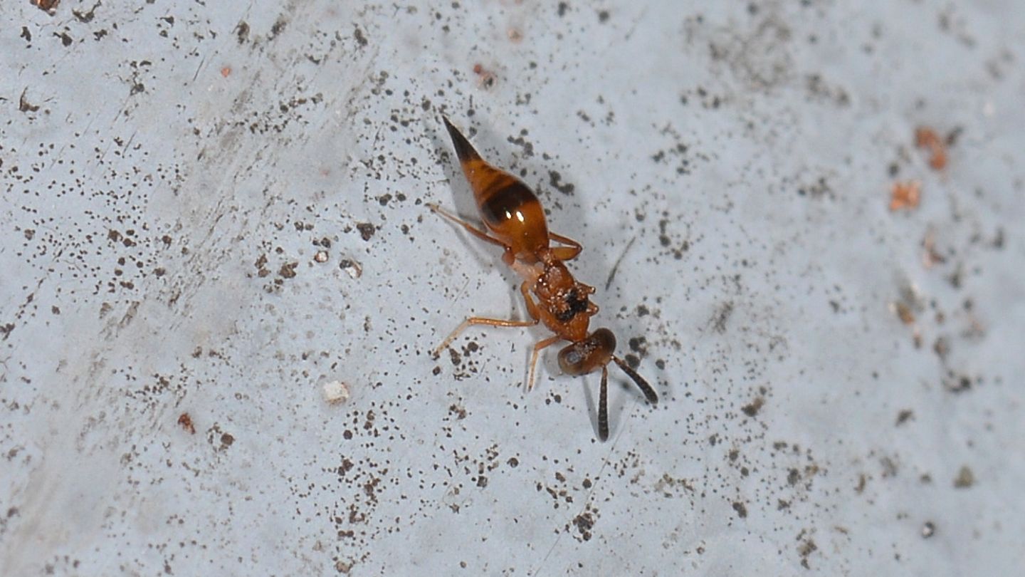 Addome aguzzo da id:    Dipara petiolata, femmina  (Pteromalidae)