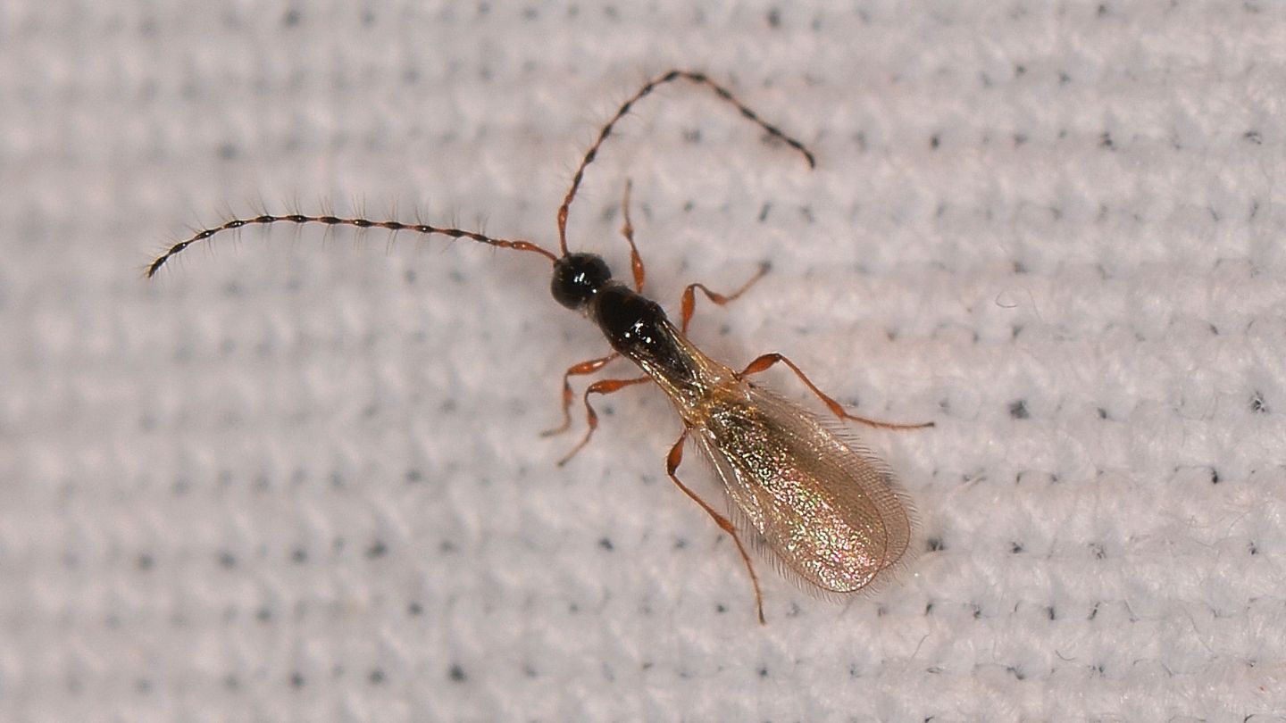 ancora Diapriidae ?  S, Trichopria drosophilae,  maschio (cfr.)