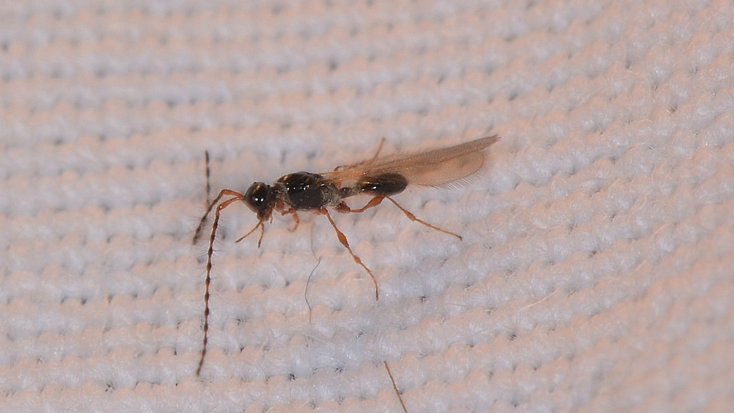 ancora Diapriidae ?  S, Trichopria drosophilae,  maschio (cfr.)