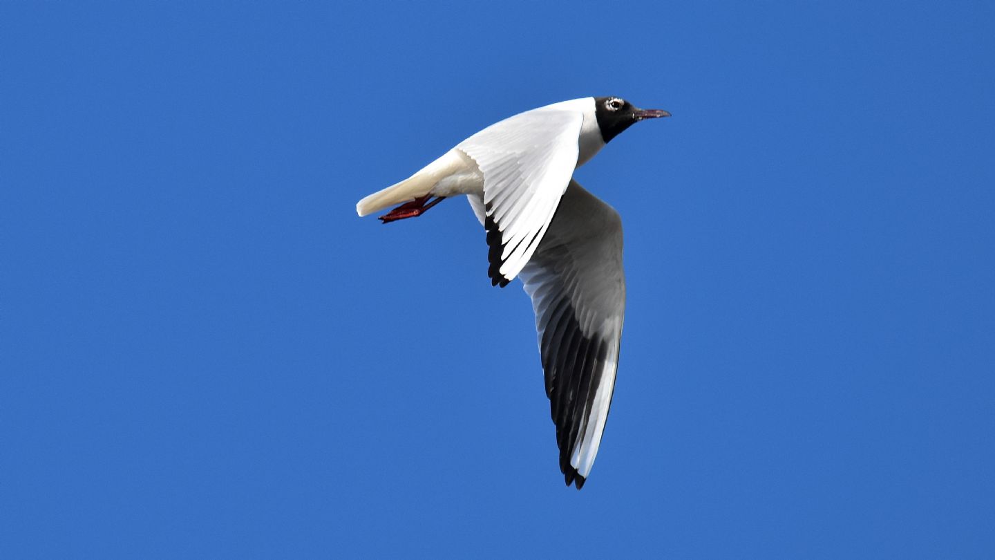 Gabbiano comune (Chroicocephalus ridibundus)  ?  S !