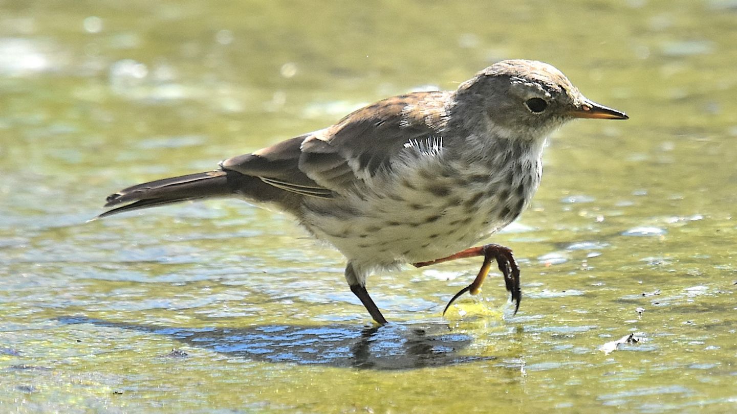 Pispola ? No, Spioncello (Anthus spinoletta)