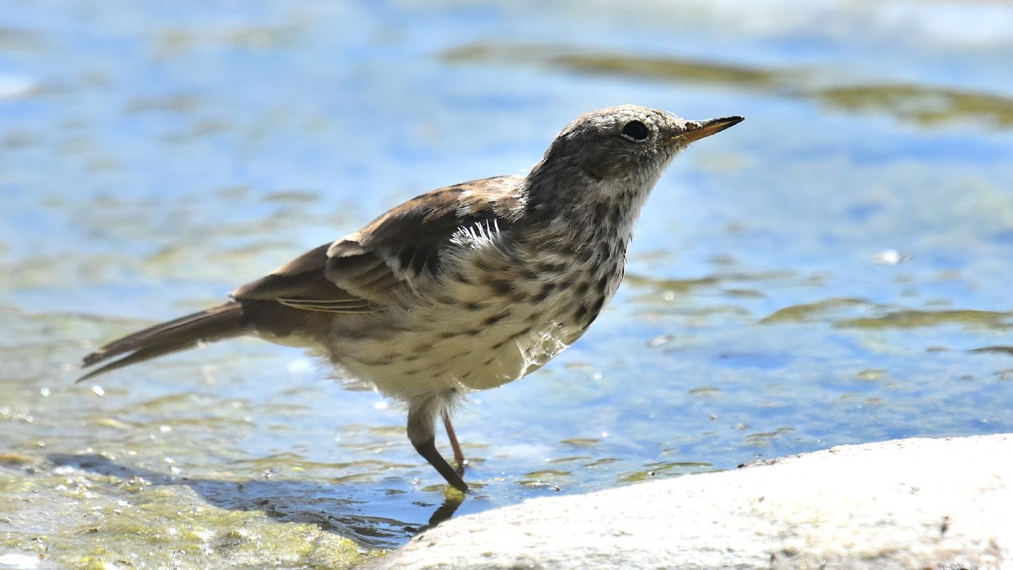 Pispola ? No, Spioncello (Anthus spinoletta)