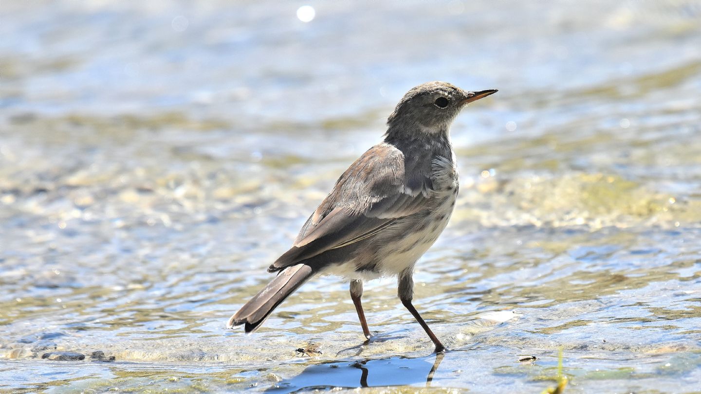 Pispola ? No, Spioncello (Anthus spinoletta)