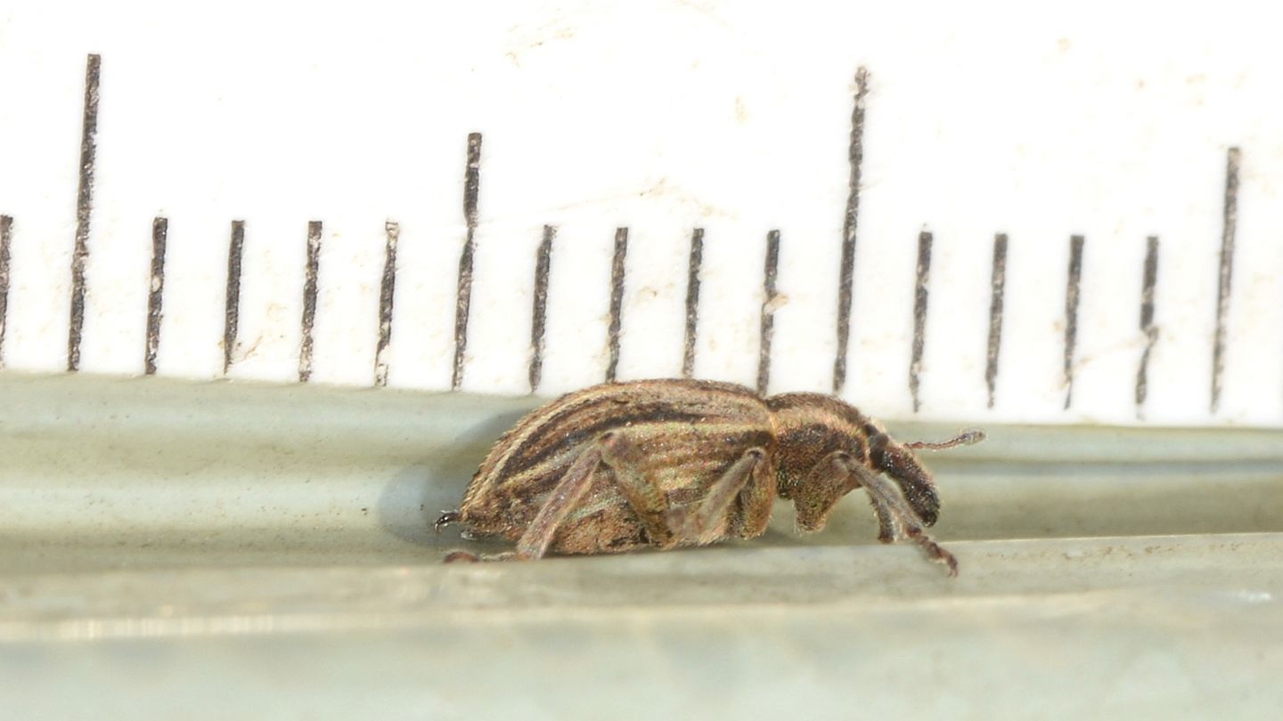 Curculionidae pre-natalizio: Hypera arator