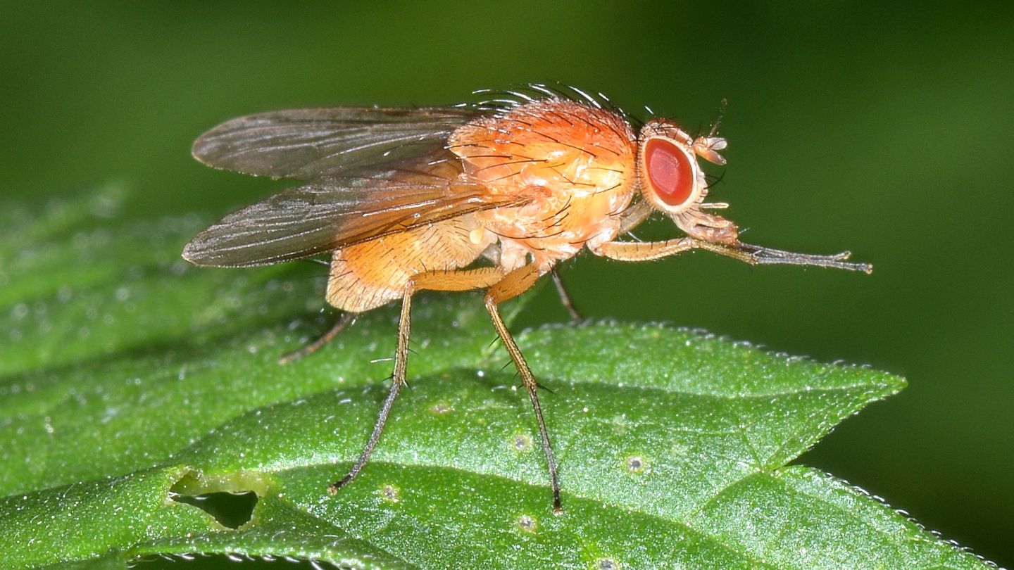 Phaonia ?
