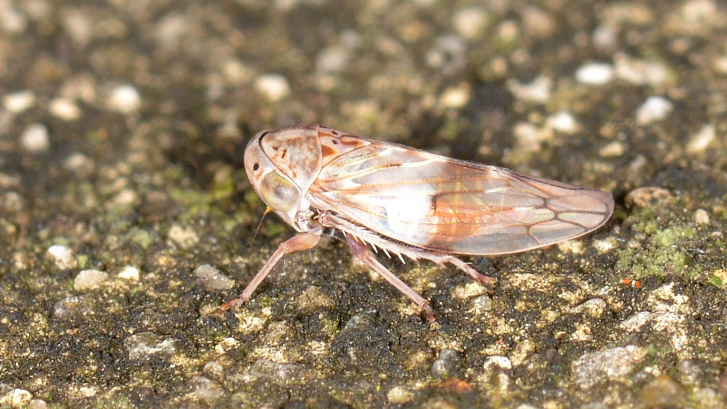 Cicadellidae: cfr. Idiocerus sp.