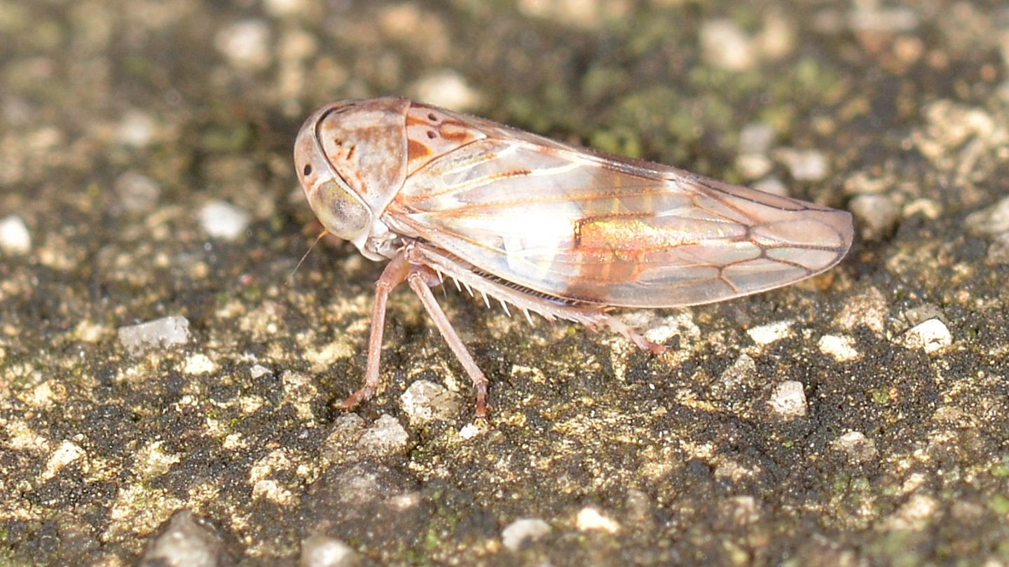 Cicadellidae: cfr. Idiocerus sp.