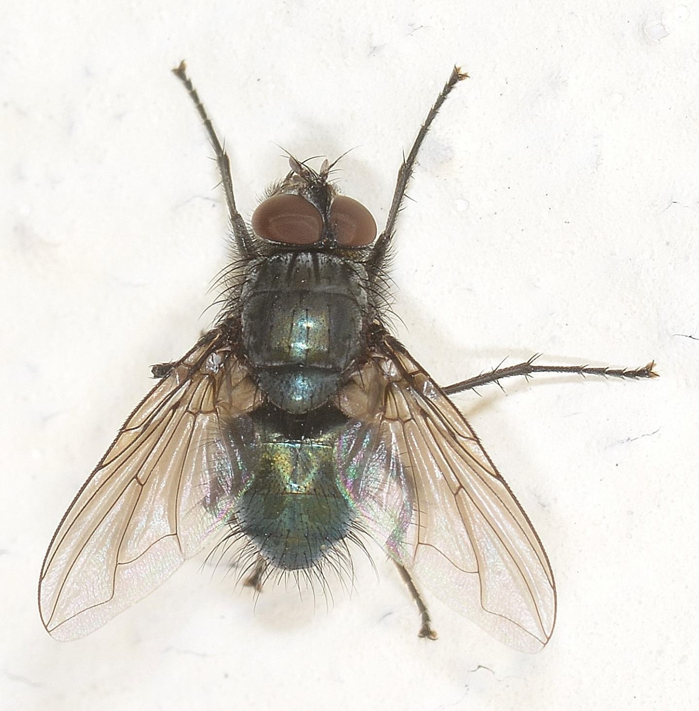 Calliphoridae ?