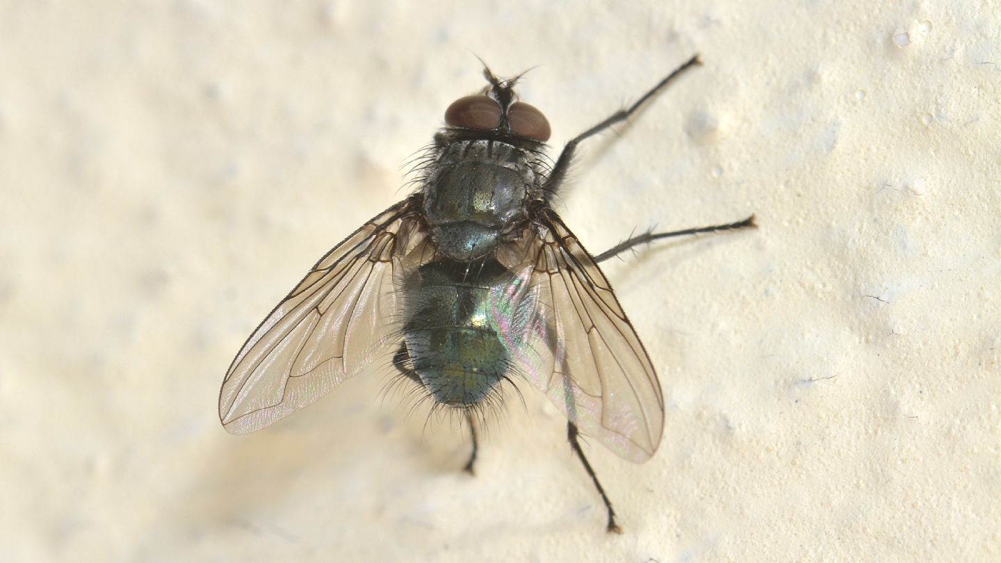 Calliphoridae ?