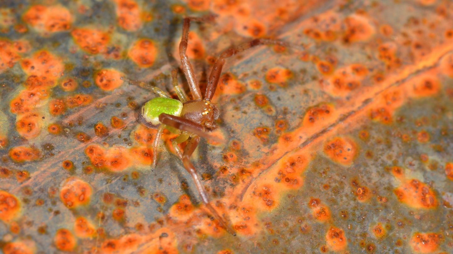 ragno verde: Ebrechtella tricuspidata, maschio - Paullo (MI)