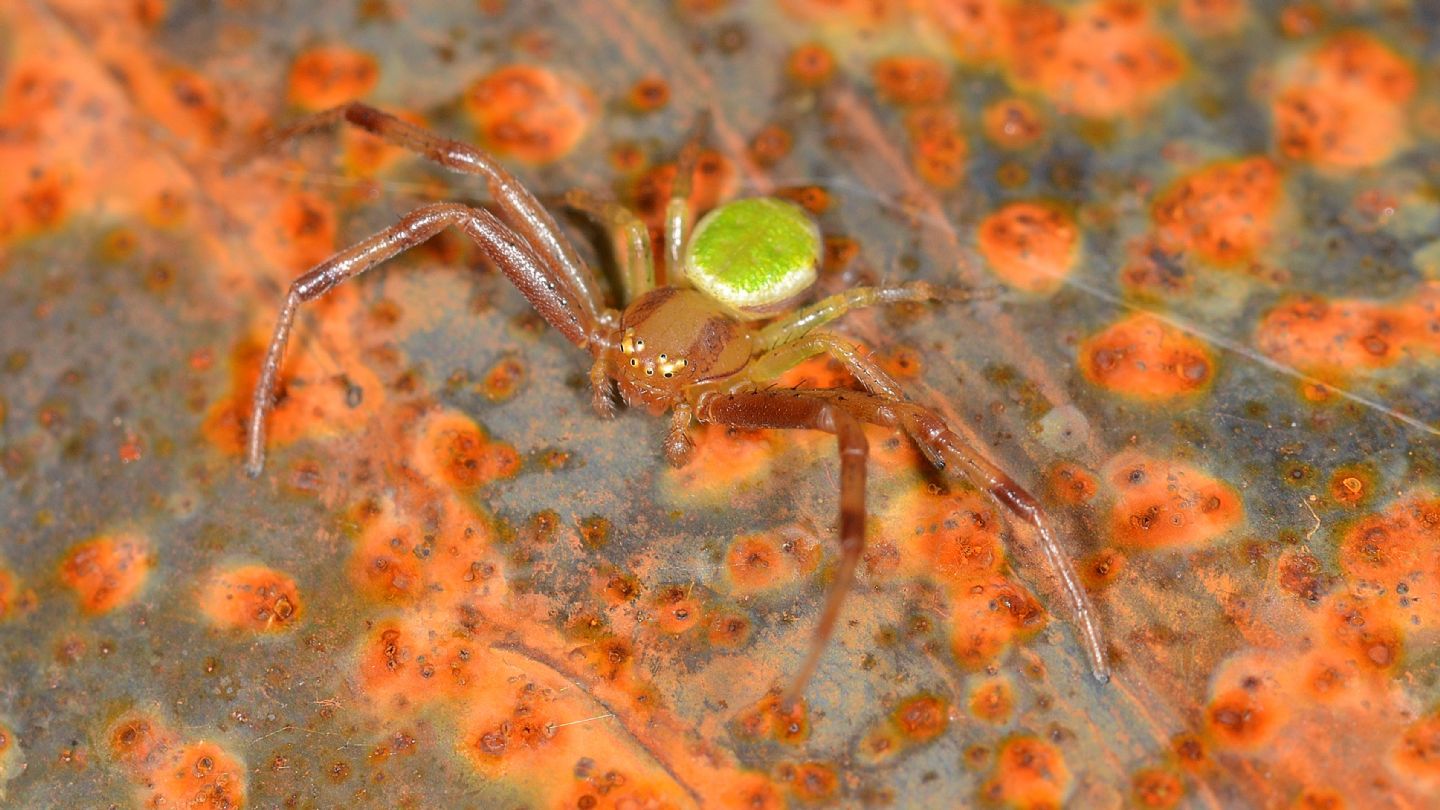 ragno verde: Ebrechtella tricuspidata, maschio - Paullo (MI)