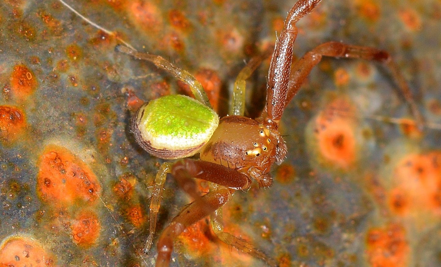 ragno verde: Ebrechtella tricuspidata, maschio - Paullo (MI)