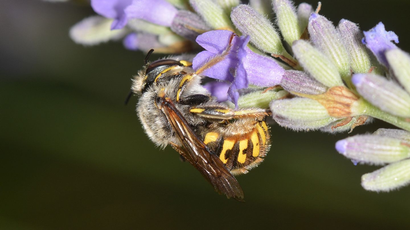 Apidae Megachilinae ? S, Anthidium manicatum, maschio