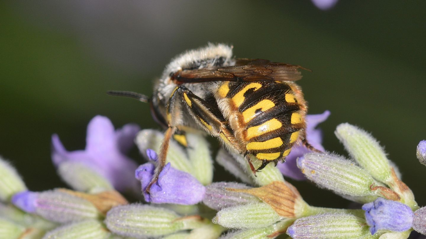 Apidae Megachilinae ? S, Anthidium manicatum, maschio