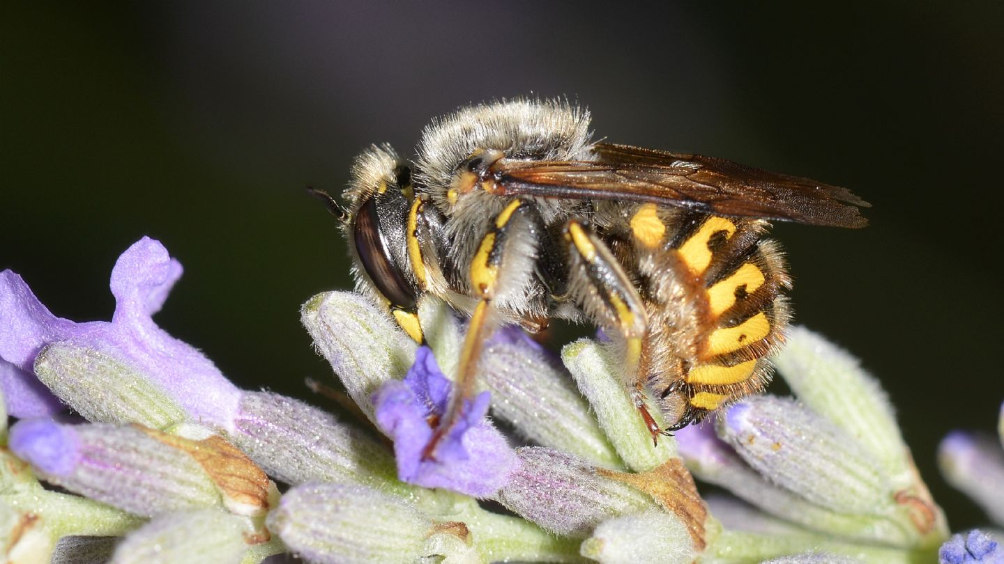 Apidae Megachilinae ? S, Anthidium manicatum, maschio