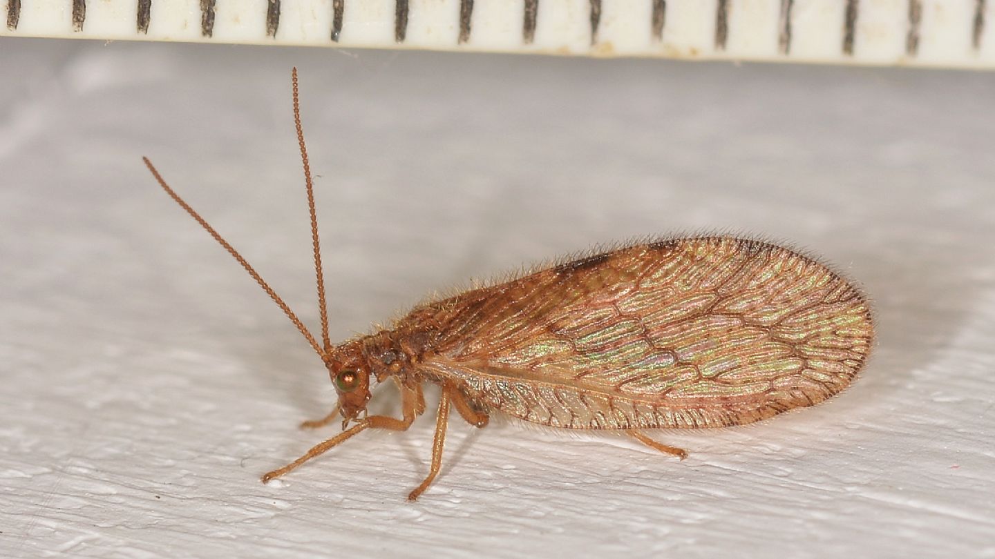 Hemerobiidae: Micromus angulatus