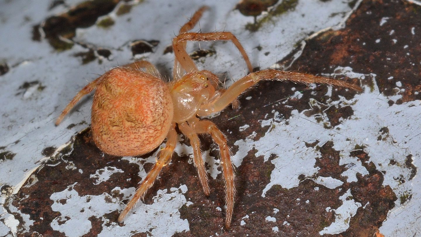 Neoascona ?  S,  Neoscona subfusca, femmina - Bannio Anzino (VCO)