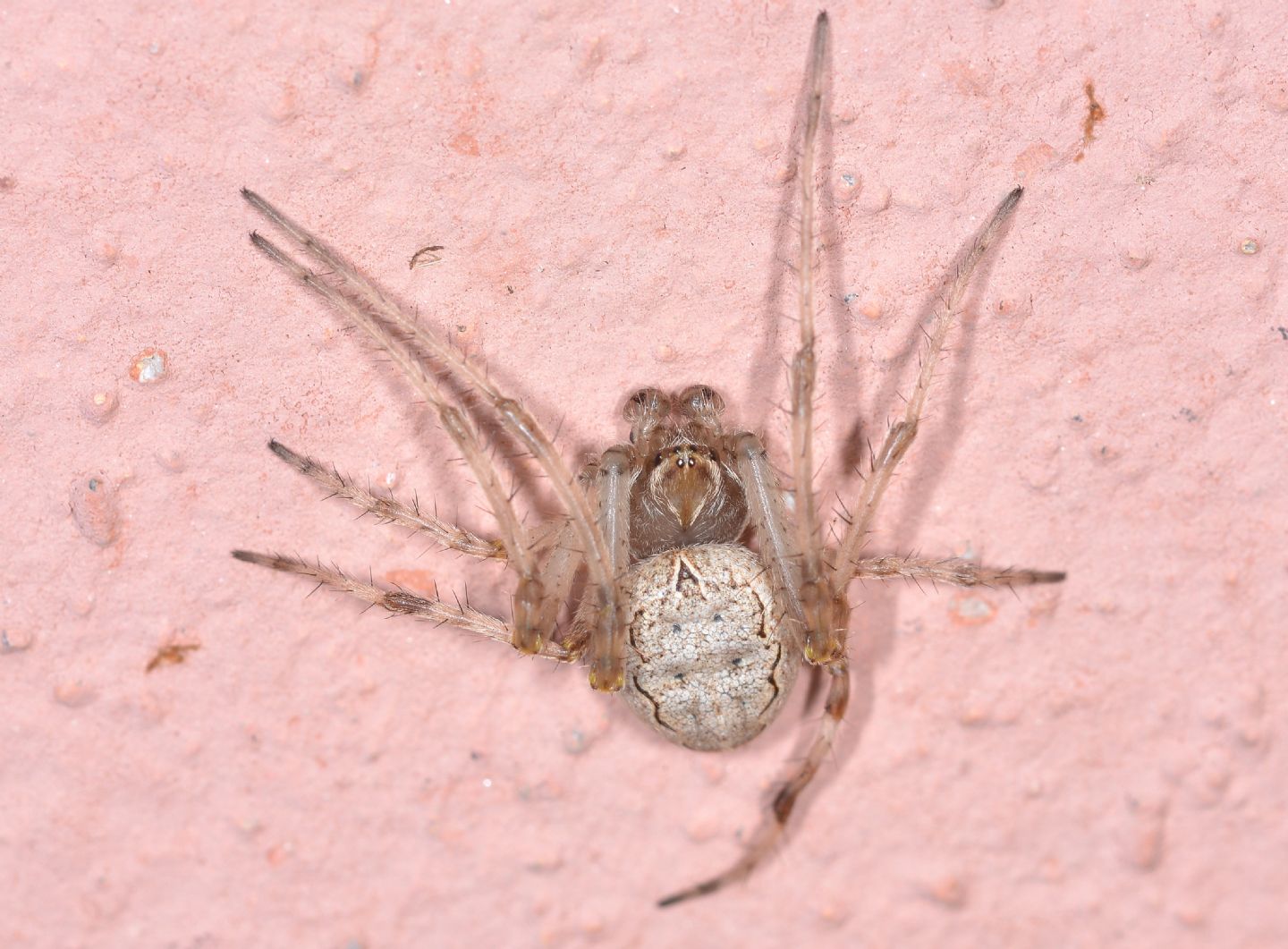Araneidae: Larinioides sp., maschio immaturo - Paullo (MI)