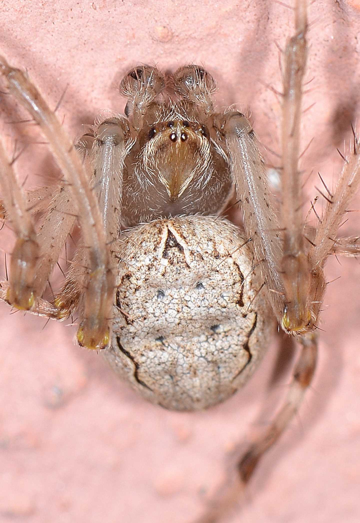 Araneidae: Larinioides sp., maschio immaturo - Paullo (MI)