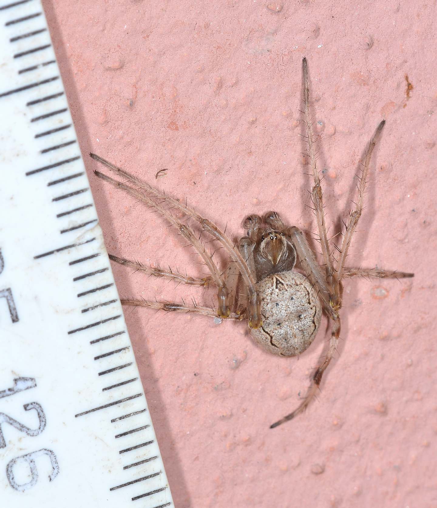 Araneidae: Larinioides sp., maschio immaturo - Paullo (MI)